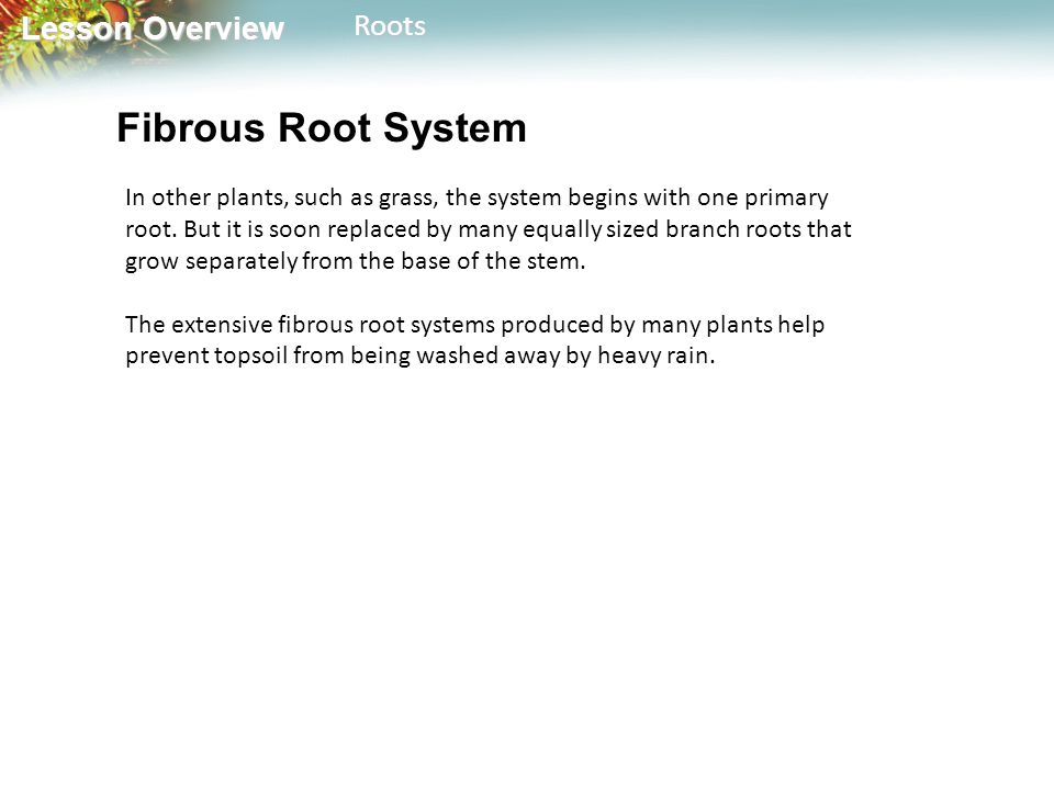 Lesson Overview Lesson OverviewRoots Fibrous Root System In other plants, such as grass, the system begins with one primary root.