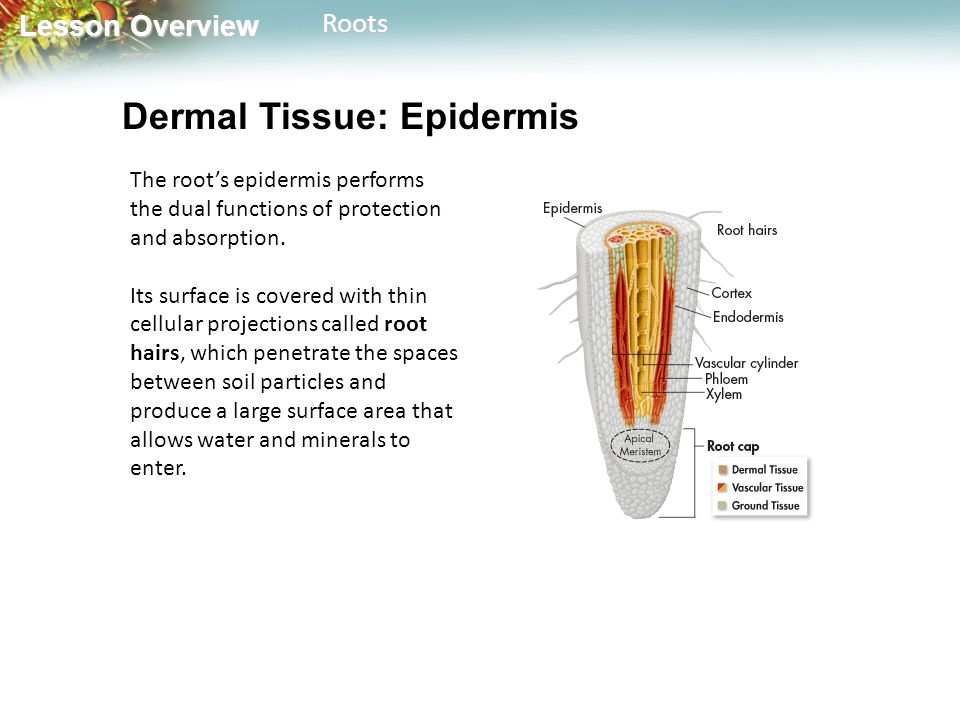 Lesson Overview Lesson OverviewRoots The root’s epidermis performs the dual functions of protection and absorption.