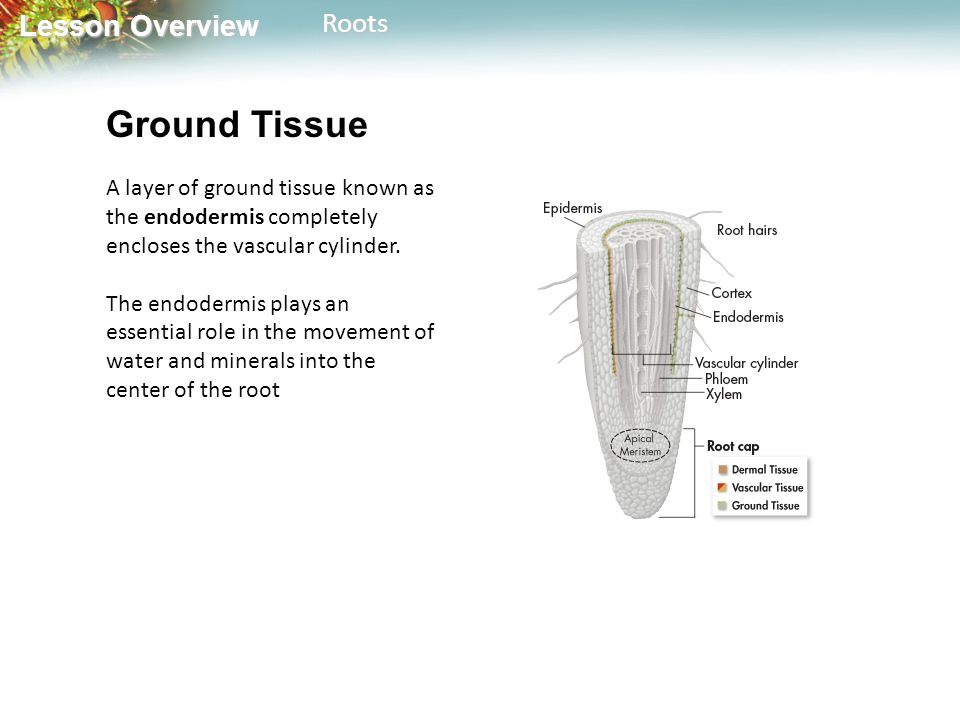 Lesson Overview Lesson OverviewRoots Ground Tissue A layer of ground tissue known as the endodermis completely encloses the vascular cylinder.