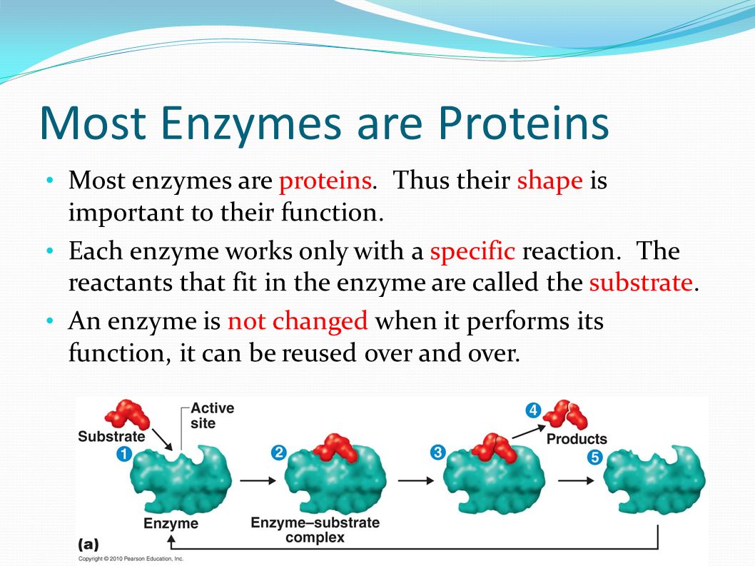 most enzymes are