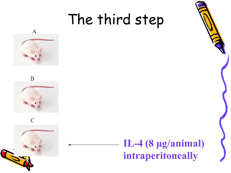 The third step A B C IL-4 (8 μg/animal) intraperitoneally