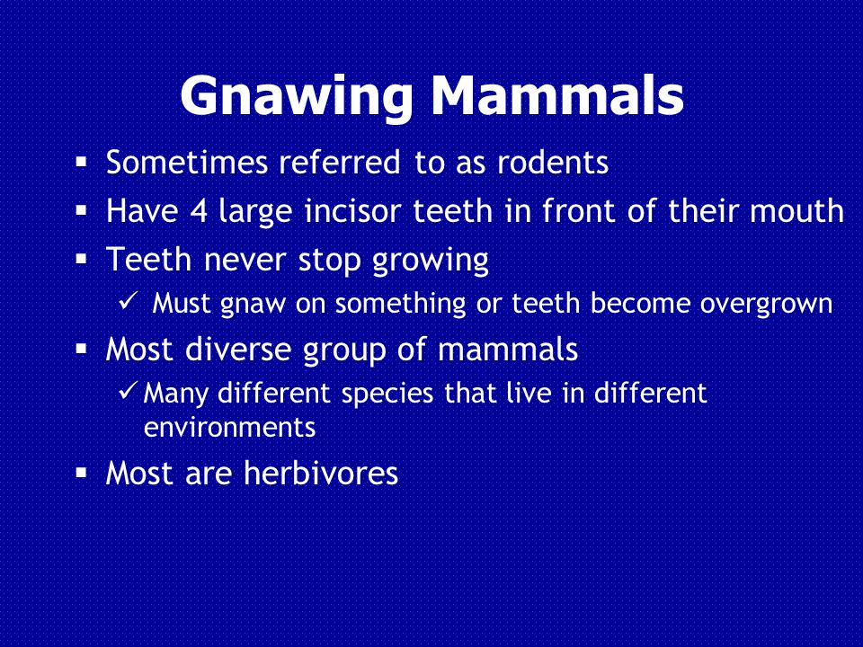 Gnawing Mammals. Mammal Characteristics  Warm – Blooded  Usually have a  protective coat of hair and a bony skeleton  Babies are fed milk with  mammary. - ppt download