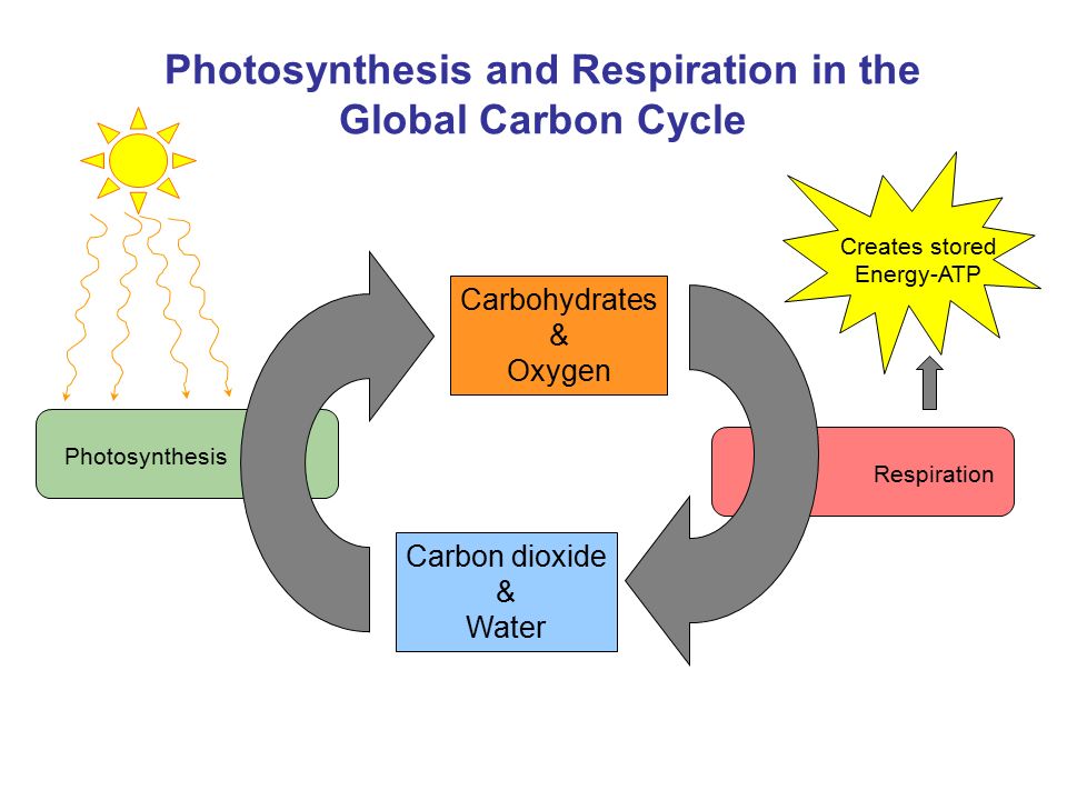 Cell Energetics Photosynthesis Respiration Carbon Carbon Forms Millions Of Compounds Both Simple And Complex All Living Things Contain Carbon Living Ppt Download Cell Energetics Photosynthesis Respiration Carbon Carbon Forms Millions Of Compounds Both Simple And Complex All Living Things Contain Carbon Living Ppt Download