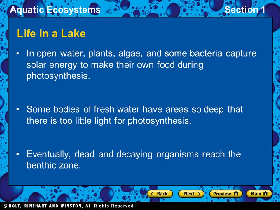 hår Final lektie Aquatic EcosystemsSection 1 Freshwater Ecosystems The types of organisms in  an aquatic ecosystem are mainly determined by the water's salinity.  Freshwater. - ppt download