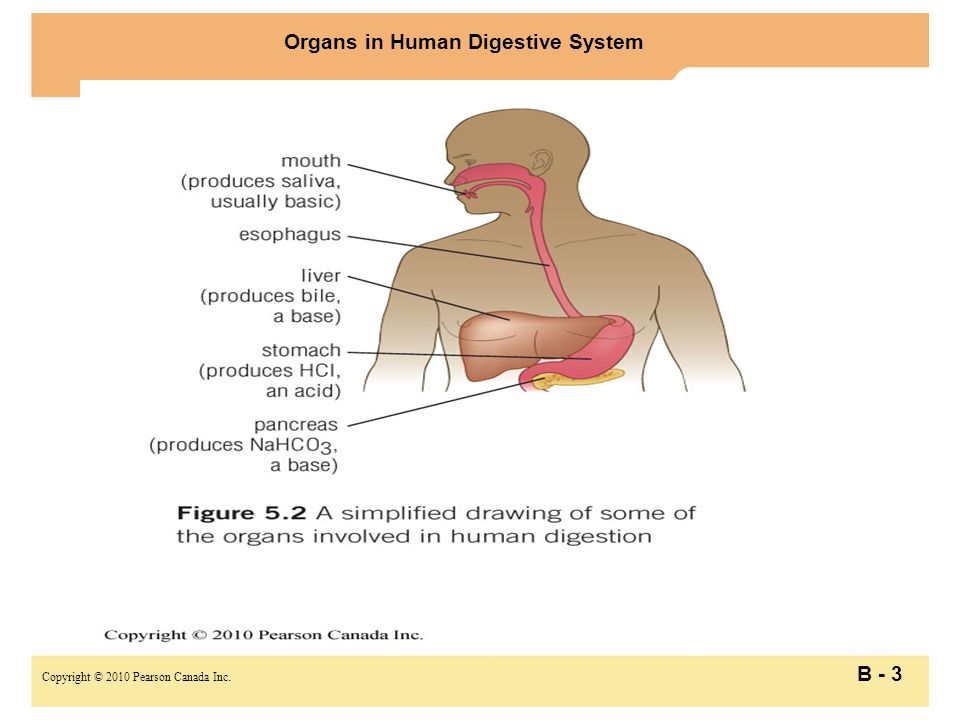 Copyright © 2010 Pearson Canada Inc. B - 3 Organs in Human Digestive System
