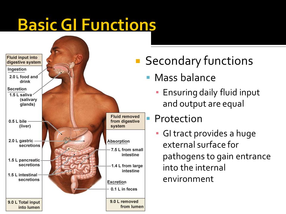 Basic GI functions  Regulation of GI function  Phases of Digestion   Absorption  Protective Function of the GI tract. - ppt download