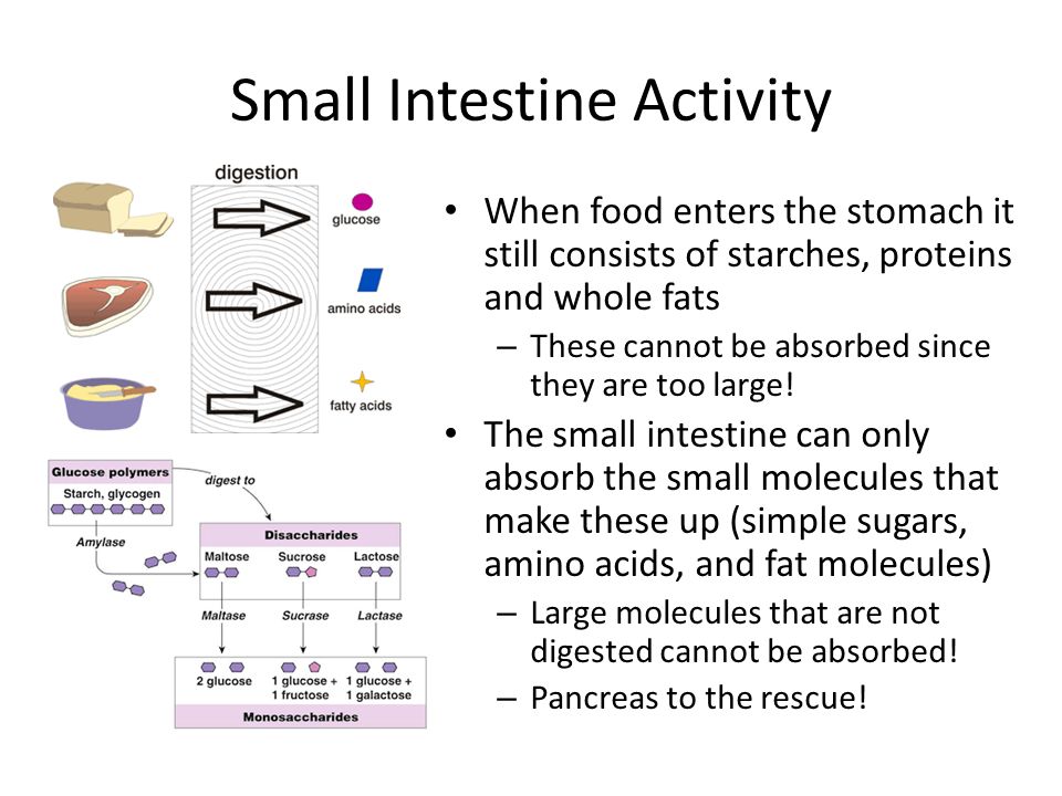 Small Intestine Activity When food enters the stomach it still consists of starches, proteins and whole fats – These cannot be absorbed since they are too large.