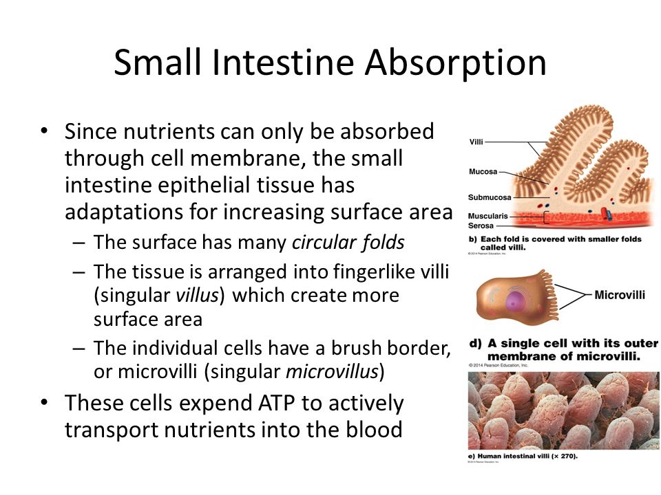 Small Intestine Absorption Since nutrients can only be absorbed through cell membrane, the small intestine epithelial tissue has adaptations for increasing surface area – The surface has many circular folds – The tissue is arranged into fingerlike villi (singular villus) which create more surface area – The individual cells have a brush border, or microvilli (singular microvillus) These cells expend ATP to actively transport nutrients into the blood