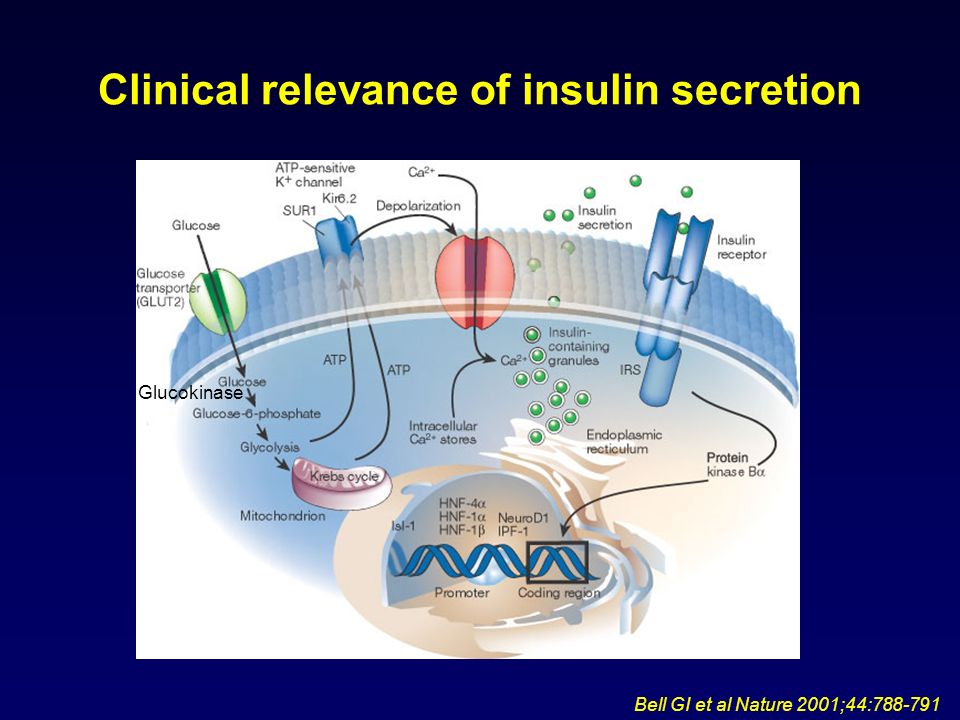 Clinical relevance of insulin secretion Bell GI et al Nature 2001;44: Glucokinase