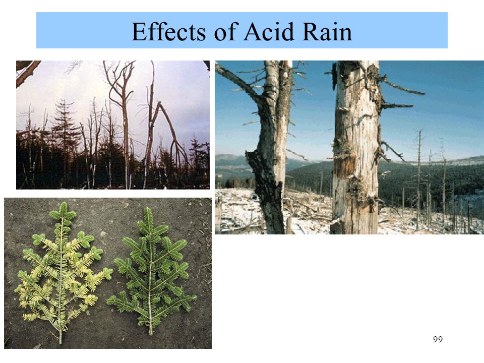 98 Effects of Acid Rain 4.it is responsible for extensive and continuing damage to buildings, monuments and statues