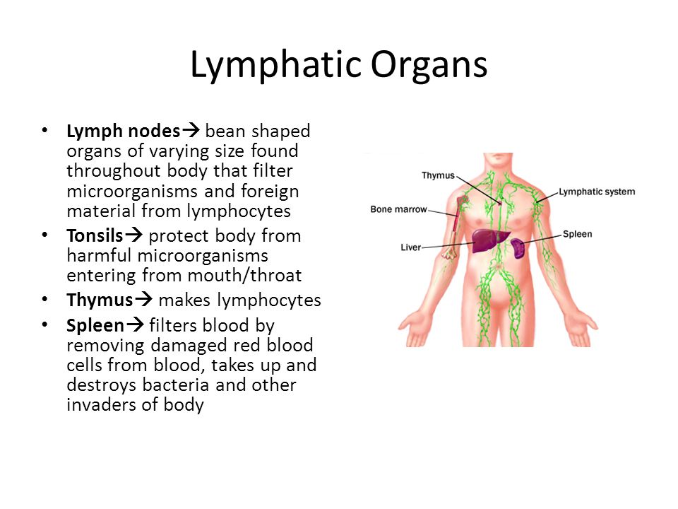 Lymphatic Organs Lymph nodes  bean shaped organs of varying size found throughout body that filter microorganisms and foreign material from lymphocytes Tonsils  protect body from harmful microorganisms entering from mouth/throat Thymus  makes lymphocytes Spleen  filters blood by removing damaged red blood cells from blood, takes up and destroys bacteria and other invaders of body
