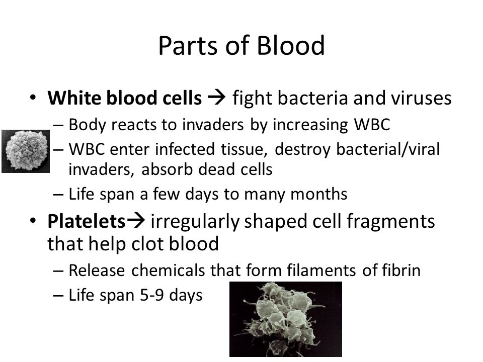 Parts of Blood White blood cells  fight bacteria and viruses – Body reacts to invaders by increasing WBC – WBC enter infected tissue, destroy bacterial/viral invaders, absorb dead cells – Life span a few days to many months Platelets  irregularly shaped cell fragments that help clot blood – Release chemicals that form filaments of fibrin – Life span 5-9 days