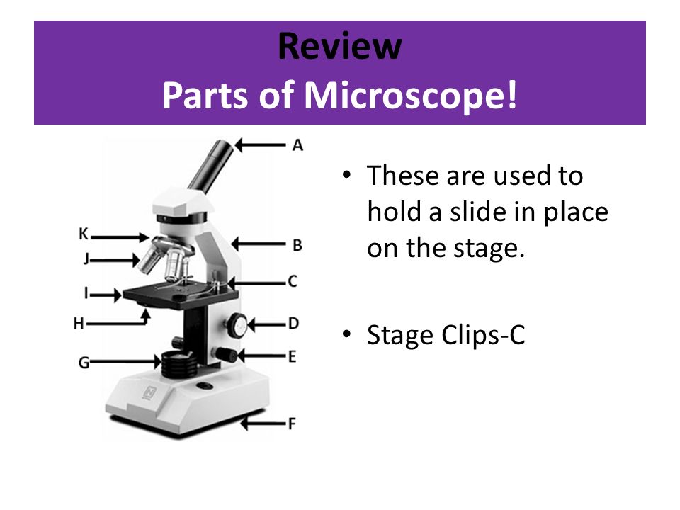 What holds the microscope slide in place