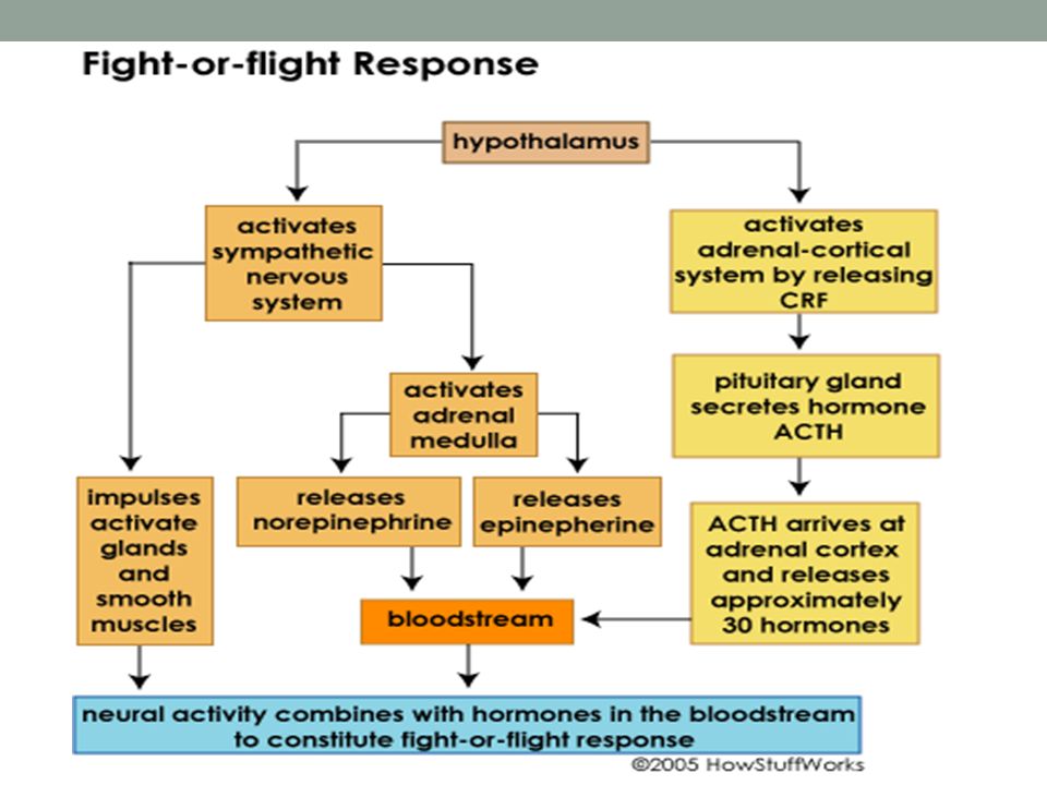 BODY'S RESPONSE TO ACUTE STRESS A.K.A “Fight or Flight” No. - ppt download