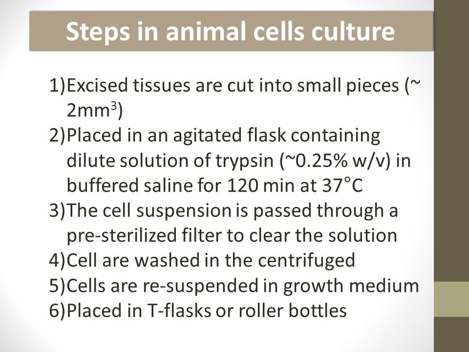 Considerations in Using Animal Cell Culture Structure and biochemistry of animal  cells. - ppt download