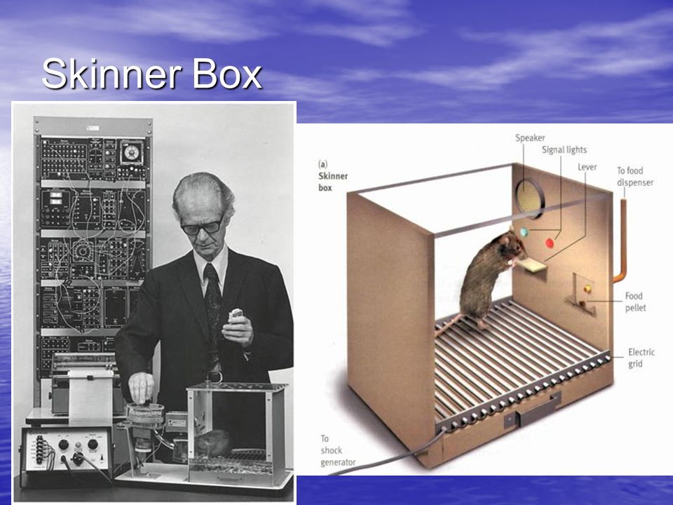 Behaviorism B.F. Skinner B.F. Skinner  Introduced concept of reinforcement.