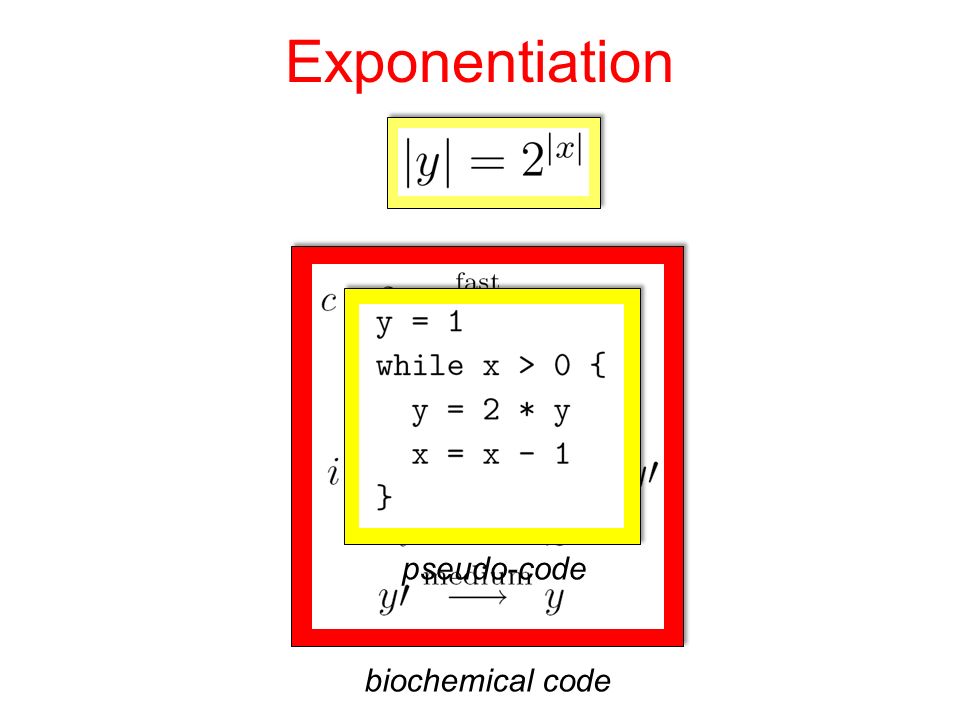 Exponentiation biochemical code pseudo-code