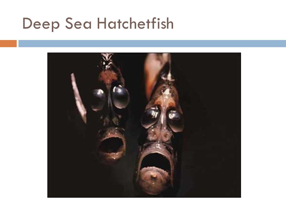 Deep Sea Hatchetfish