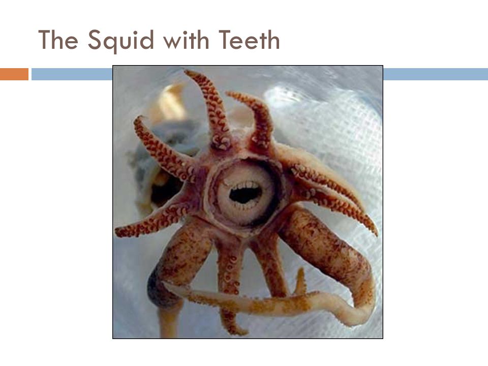 The Squid with Teeth