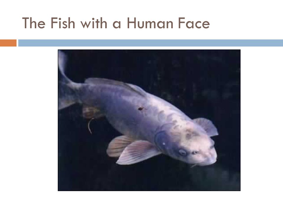 The Fish with a Human Face