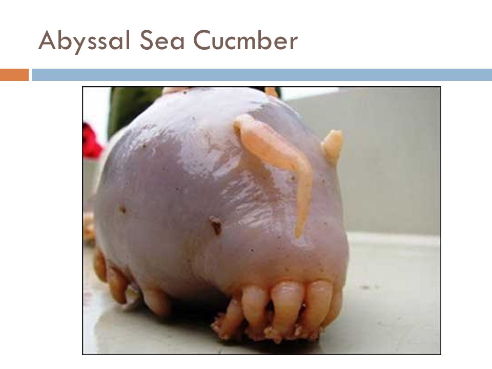Abyssal Sea Cucmber