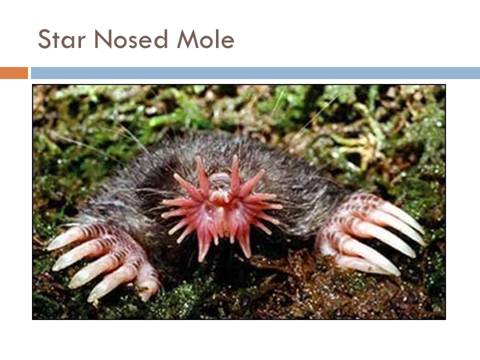 Star Nosed Mole