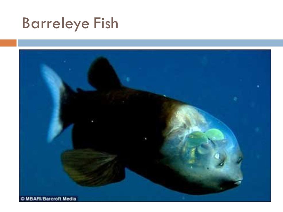 Barreleye Fish