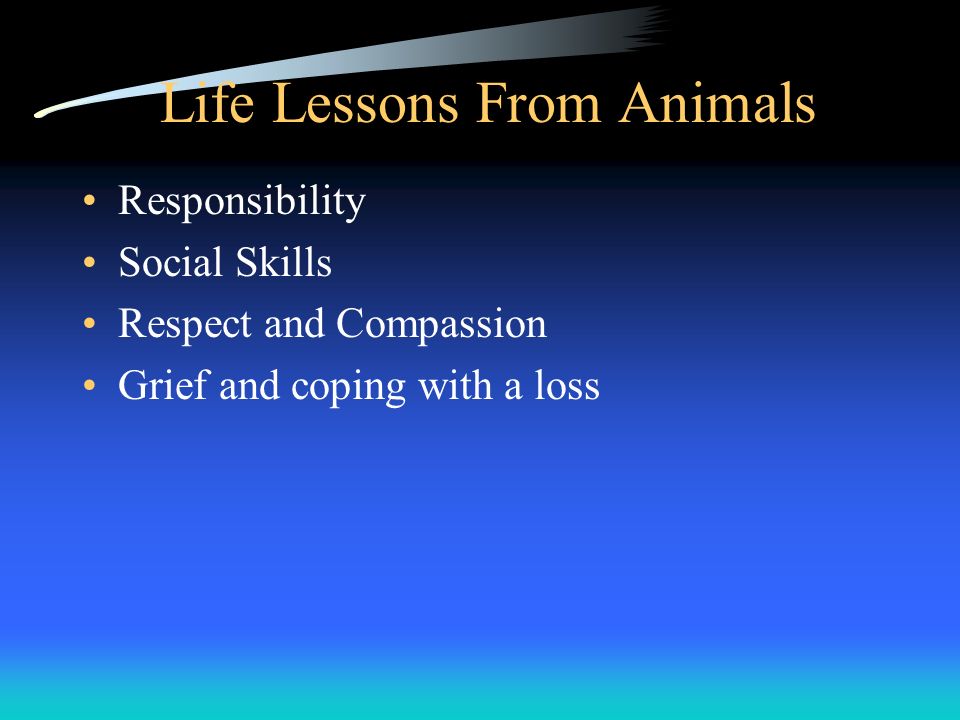 Life Lessons From Animals Responsibility Social Skills Respect and Compassion Grief and coping with a loss