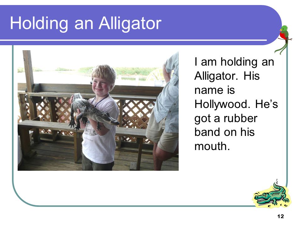 12 Holding an Alligator I am holding an Alligator.
