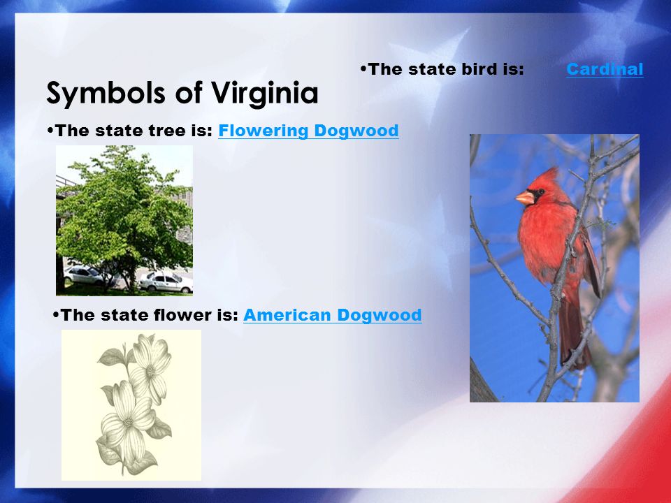 Symbols of Virginia The state bird is: CardinalCardinal The state flower is: American DogwoodAmerican Dogwood The state tree is: Flowering DogwoodFlowering Dogwood