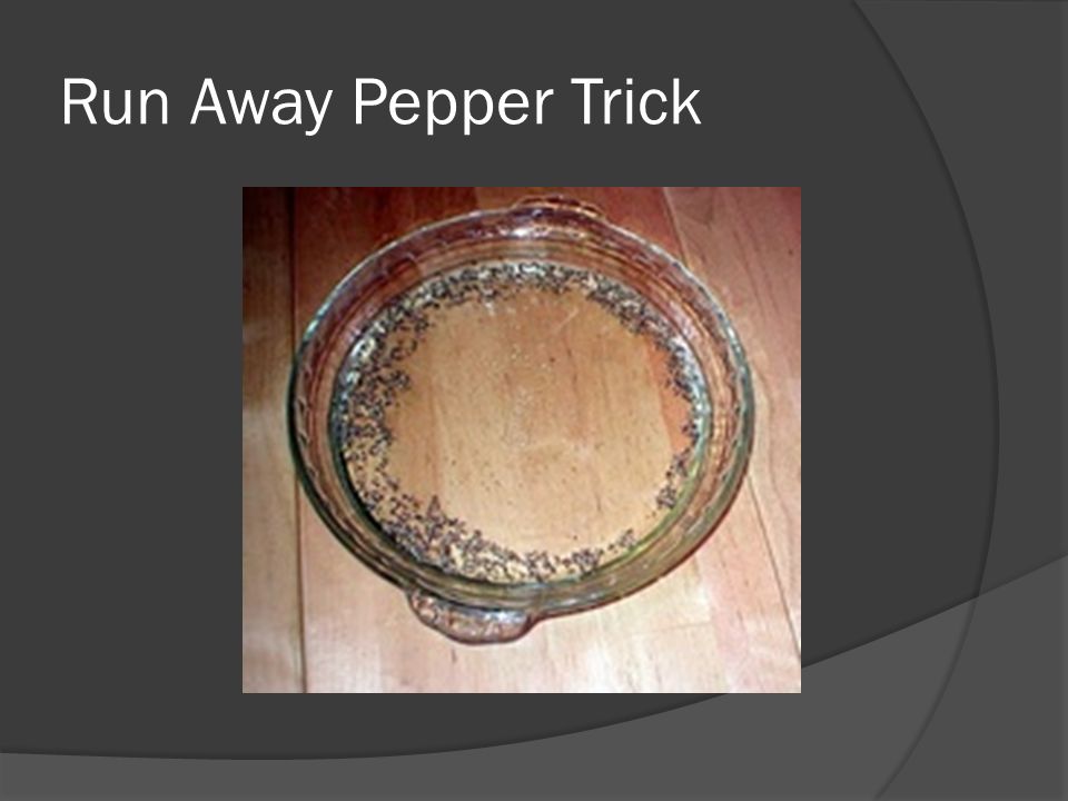 Run Away Pepper Trick