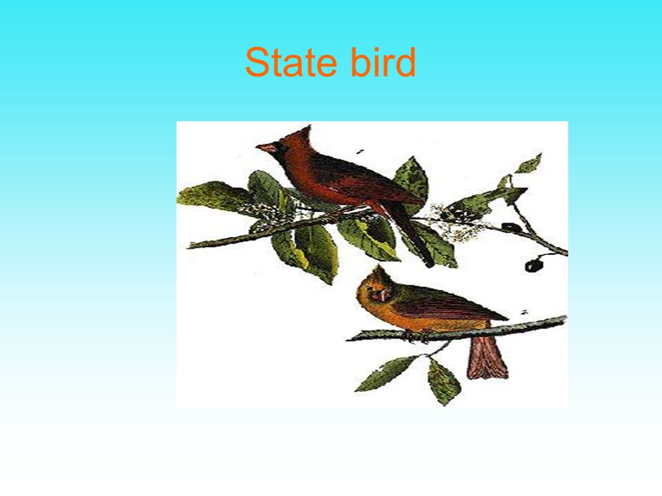 State bird