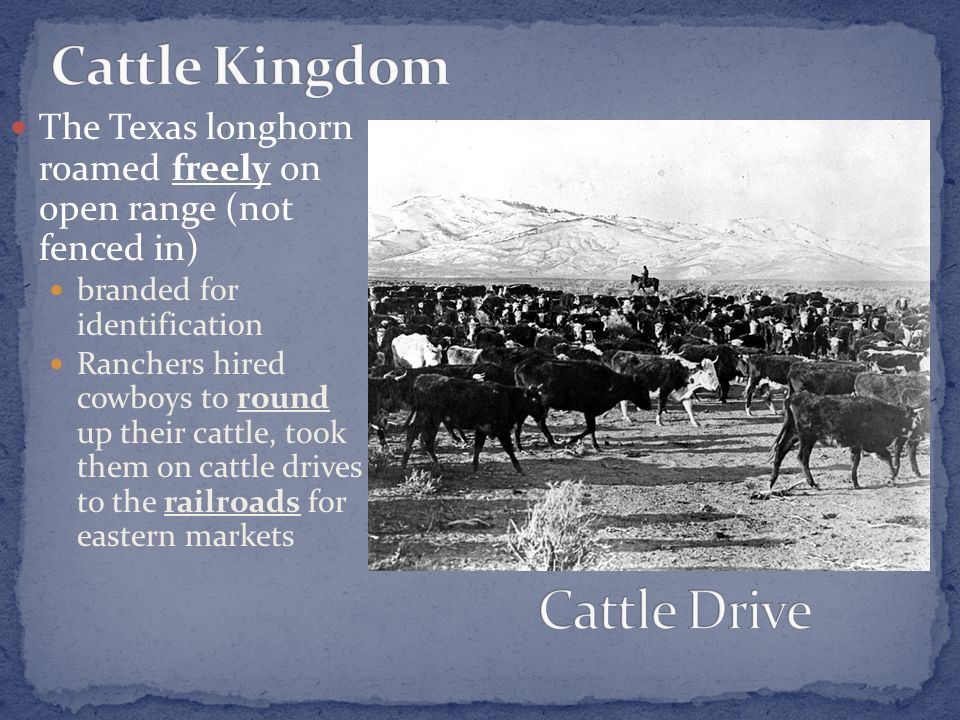 The Texas longhorn roamed freely on open range (not fenced in) branded for identification Ranchers hired cowboys to round up their cattle, took them on cattle drives to the railroads for eastern markets