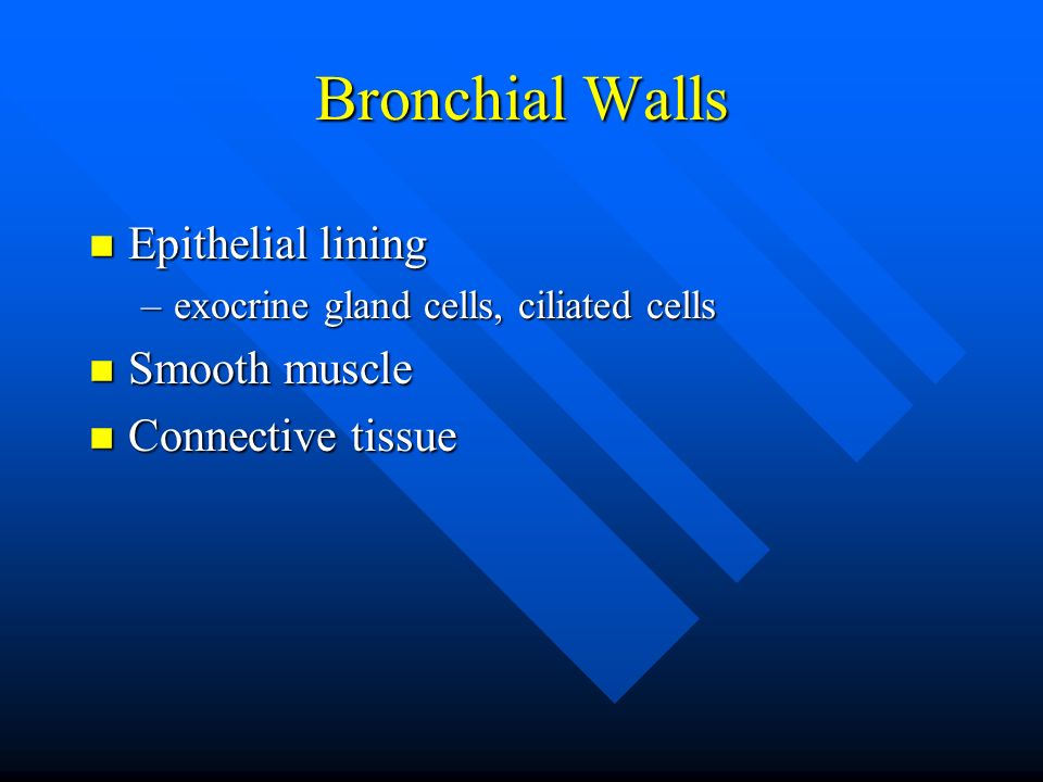 Bronchial Walls n Epithelial lining –exocrine gland cells, ciliated cells n Smooth muscle n Connective tissue