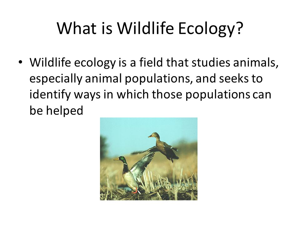 Wildlife Ecology. What is Wildlife Ecology? Wildlife ecology is a field  that studies animals, especially animal populations, and seeks to identify  ways. - ppt download