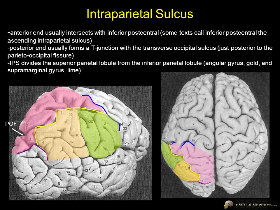 Medial intraparietal sulcus and investing forex hair color