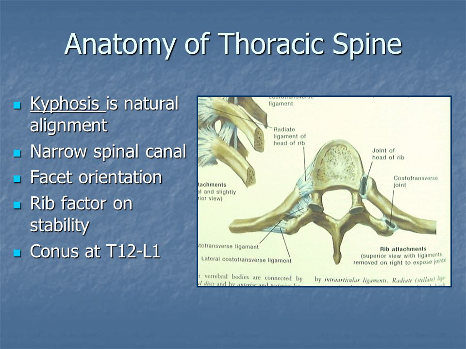 Traumatic conditions of Dorso-Lumbar spine. - ppt download