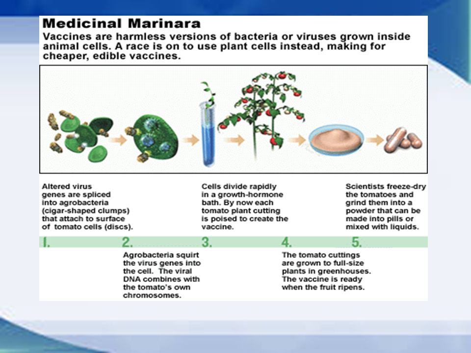 PLANT-DERIVED VACCINES Hasina Basharat 09-Arid-1505  zoology - ppt  video online download