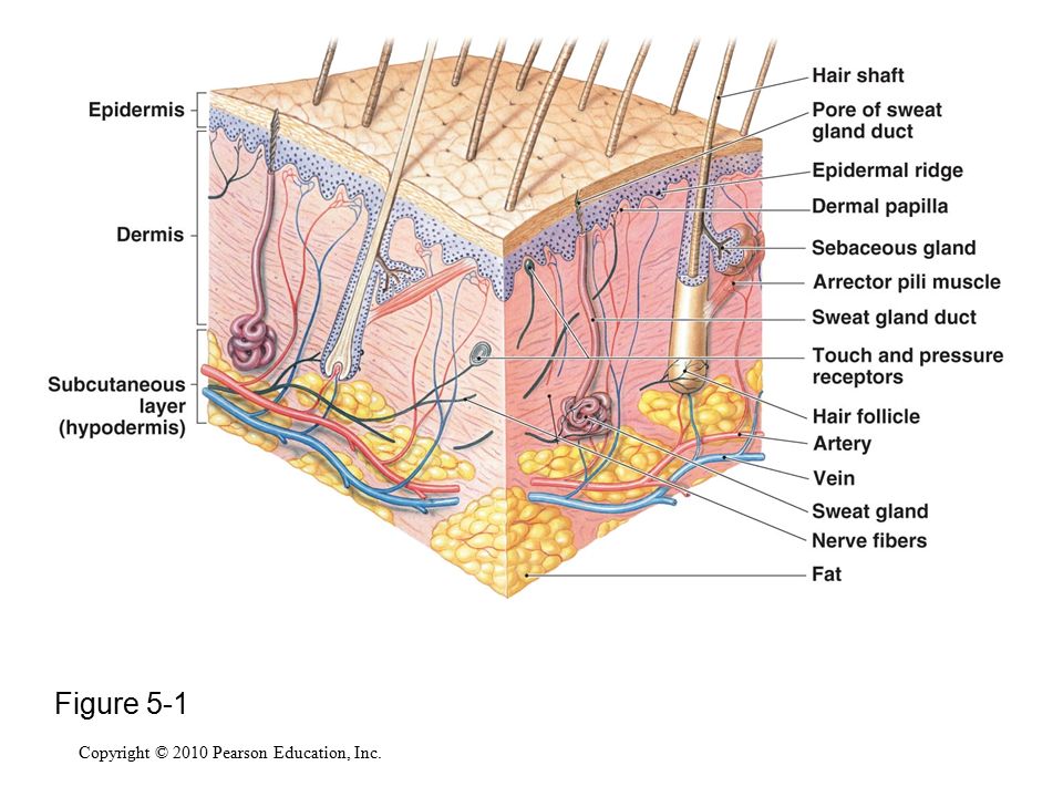 Integumentary System Flow Chart