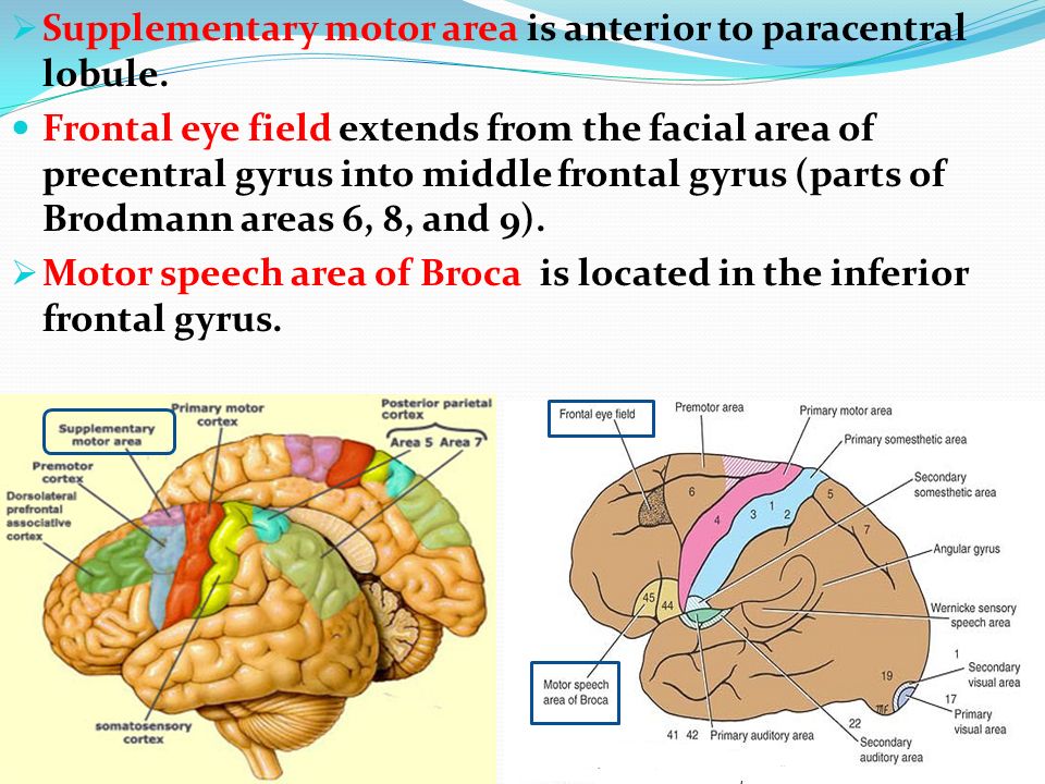 Field functions. Frontal Eye field gyrus атлас. Supplementary Motor area. Paracentral lobule. Pre-supplementary Motor area.