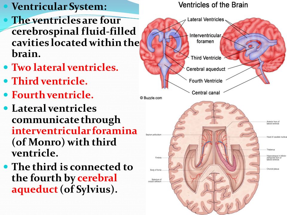 Internal structure. Terminal ventricle. Structure of fourth ventricle.