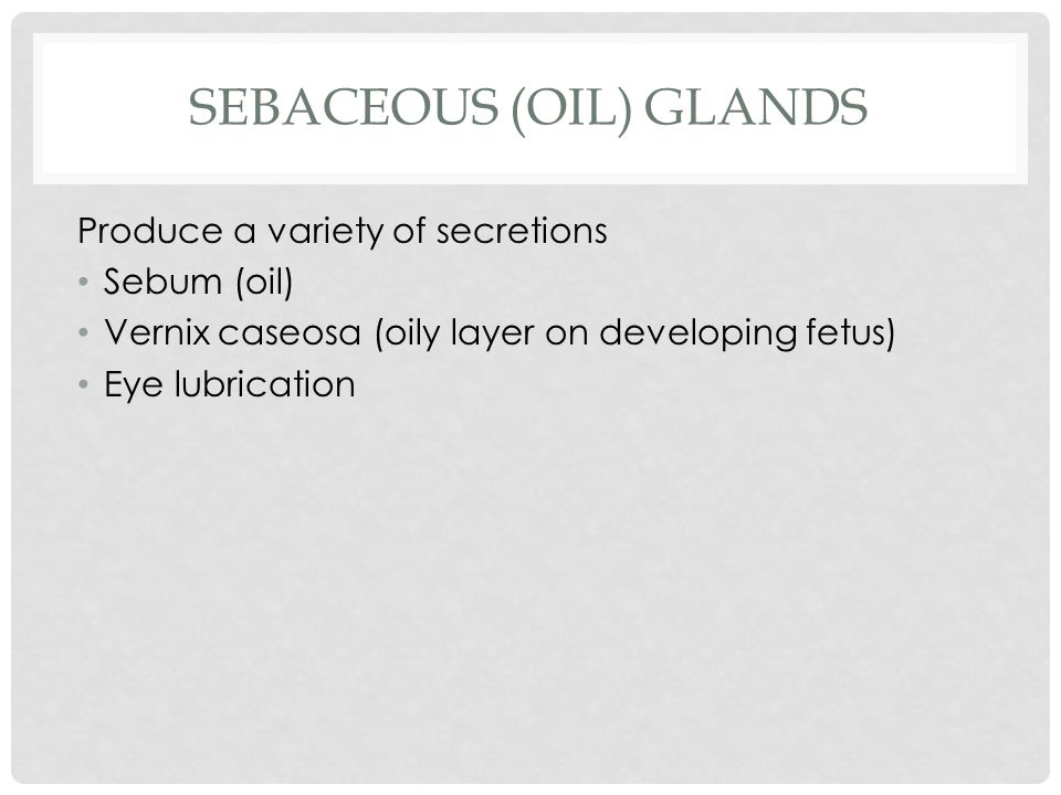 SEBACEOUS (OIL) GLANDS Produce a variety of secretions Sebum (oil) Vernix caseosa (oily layer on developing fetus) Eye lubrication