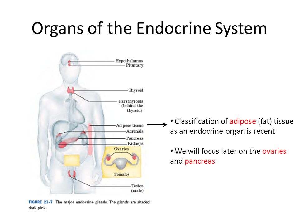 Endocrine cancer prevention. Breast Cancer: Prognosis, Treatment, and Prevention