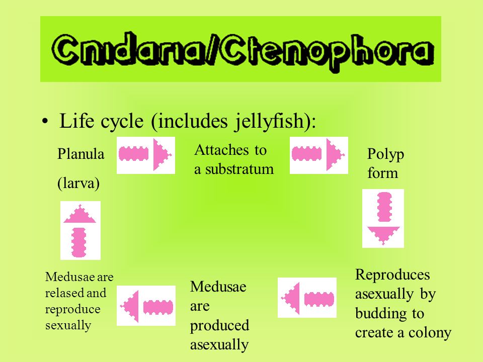 Life cycle (includes jellyfish): Planula (larva) Attaches to a substratum Polyp form Reproduces asexually by budding to create a colony Medusae are produced asexually Medusae are relased and reproduce sexually