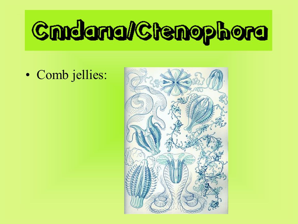 Comb jellies: