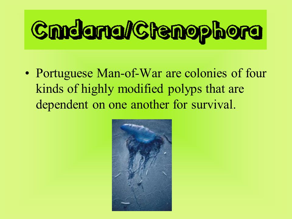 Portuguese Man-of-War are colonies of four kinds of highly modified polyps that are dependent on one another for survival.