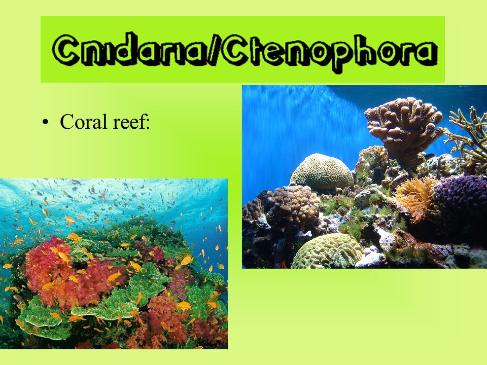 Coral reef: