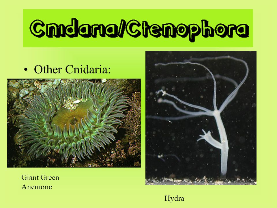 Other Cnidaria: Hydra Giant Green Anemone
