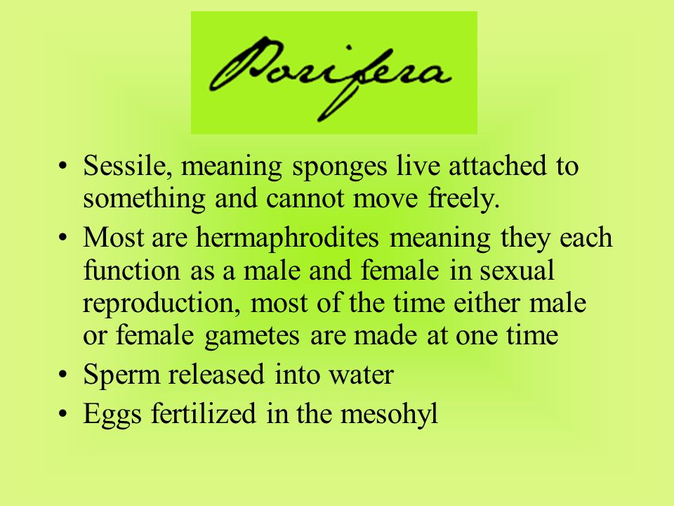 Sessile, meaning sponges live attached to something and cannot move freely.