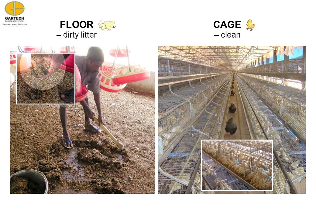 FLOOR – dirty litter CAGE – clean